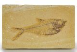 Detailed Fossil Fish (Diplomystus) - Wyoming #318625-1